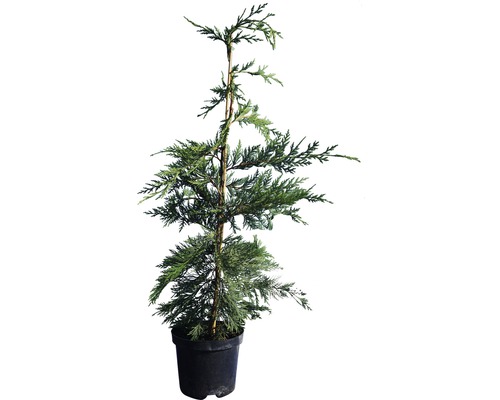 Heckenpflanze Leyland-Zypresse 80/100 cm 3 L-Topf ab 15 Stück