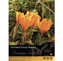 Packung mit Krokus Orange Monarch Blumenzwiebeln