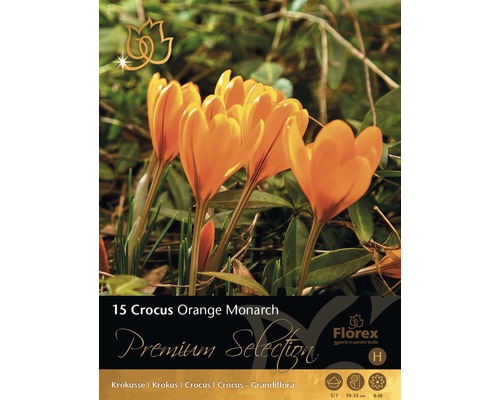 Packung mit Krokus Orange Monarch Blumenzwiebeln