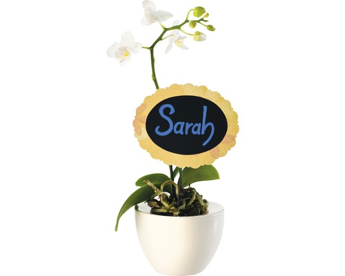 Orchidee im Topf mit Namensschild