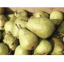 Haufen grüner Birnen