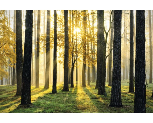 Fototapete Vlies 16029 Sunny Forest 5-tlg. 250 x 180 cm