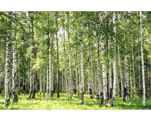 Fototapete Vlies Birch Forest 350 x 260 cm