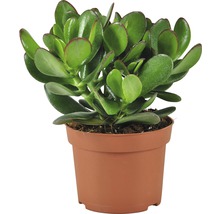 Geldbaum in einem Topf