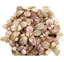 Fittonia Zimmerpflanze mit rosa Blattmuster