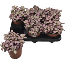 Tablett mit mehreren Topfpflanzen der Art Hypoestes phyllostachya