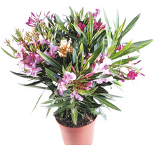 Oleander Pflanze im Topf mit Blüten und grünen Blättern
