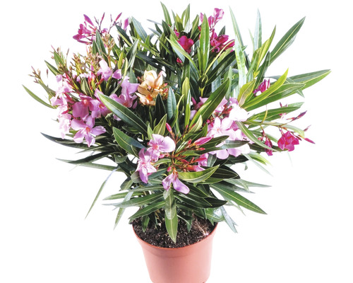 Oleander Pflanze im Topf mit Blüten und grünen Blättern