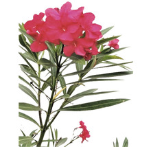 Oleanderpflanze mit roten Blüten und grünen Blättern