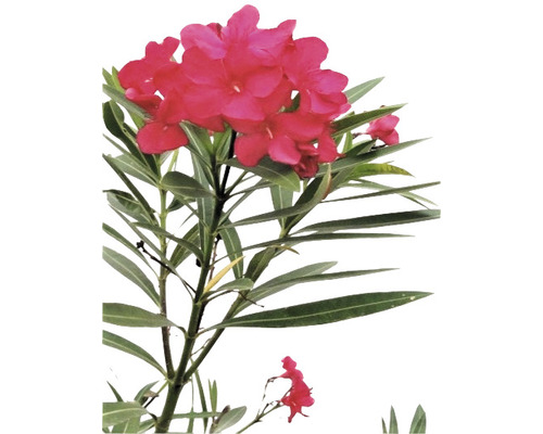 Oleanderpflanze mit roten Blüten und grünen Blättern