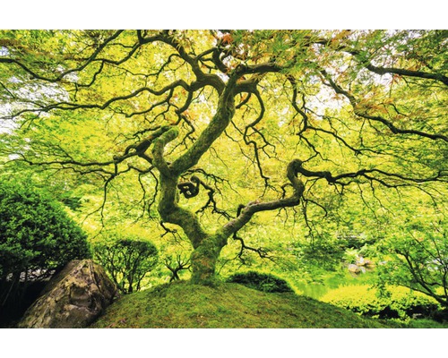 Fototapete Vlies 18037 Japanese Maple Tree 7-tlg. 350 x 260 cm