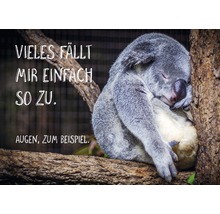 Schlafender Koala auf einem Baum mit Text: Vieles fällt mir einfach so zu. Augen, zum Beispiel.
