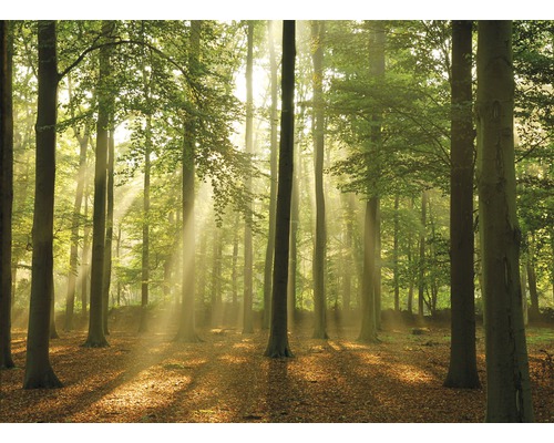 Fototapete Vlies 18295 Forest in the Morning 7-tlg. 350 x 260 cm