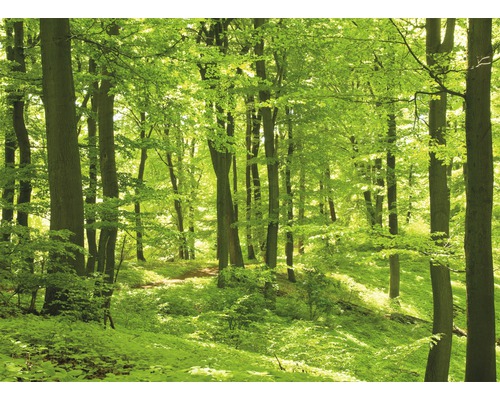 Fototapete Vlies 18297 Forest in Spring 7-tlg. 350 x 260 cm