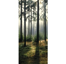 Wald mit hohen Bäumen und Sonnenlicht