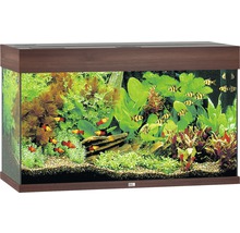 Dekoratives Aquarium mit Fischen und Pflanzen