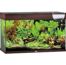 Vollständig eingerichtetes Aquarium mit Pflanzen und Fischen