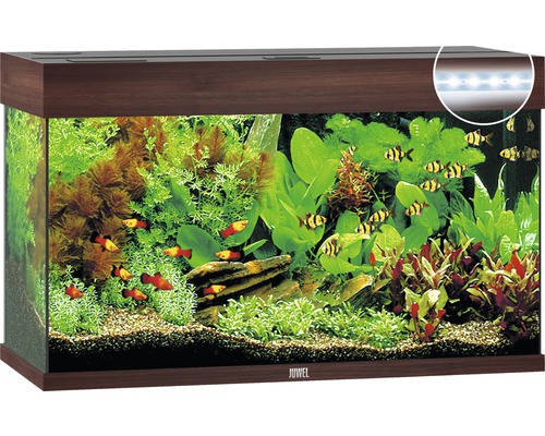 Vollständig eingerichtetes Aquarium mit Pflanzen und Fischen