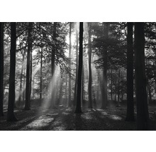 Fototapete Papier 97006 Forrest black & white 2-tlg. 350 x 260 cm