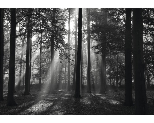 Fototapete Papier 97006 Forrest black & white 2-tlg. 350 x 260 cm