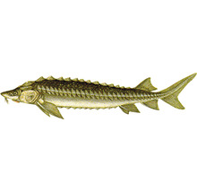 Stör Fisch Illustration