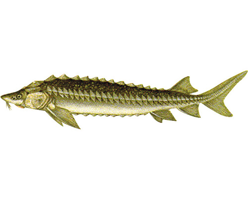 Stör Fisch Illustration