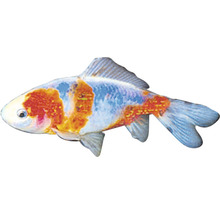 Einzelner Goldfisch mit Fleckenmuster