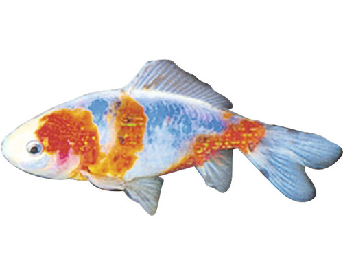 Einzelner Goldfisch mit Fleckenmuster