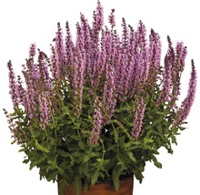 Salbei Pflanze im Topf