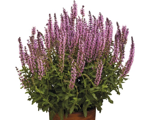 Hainsalbei, Ziersalbei FloraSelf Salvia nemorosa H 20-40 cm Co 5 L Salbei Pflanze im Topf