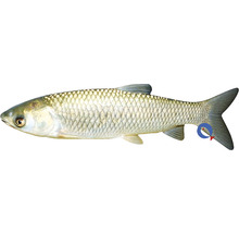 Aitel Fisch