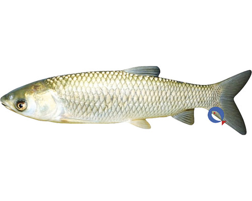 Aitel Fisch
