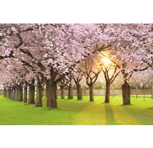 Fototapete Papier 97023 Cherry Tree Garden 7-tlg. 350 x 260 cm