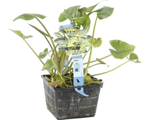 Teichpflanze in einem schwarzen Pflanzkorb