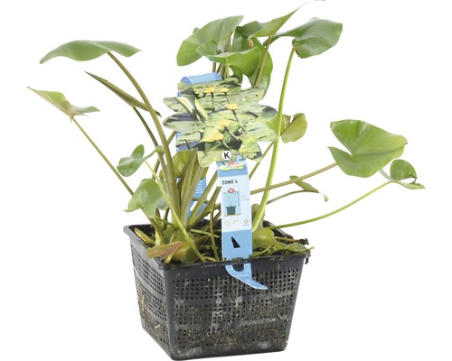 Teichpflanze in einem schwarzen Kunststoffkorb mit grünen Blättern