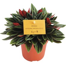 Peperomia Rosso Zimmerpflanze im Topf