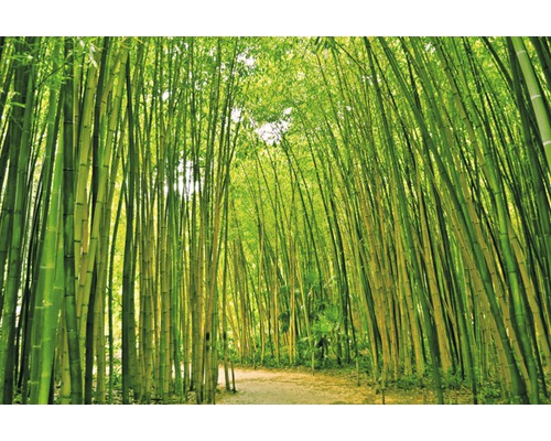Fototapete Papier 97046 Bamboo Forest 7-tlg. 350 x 260 cm