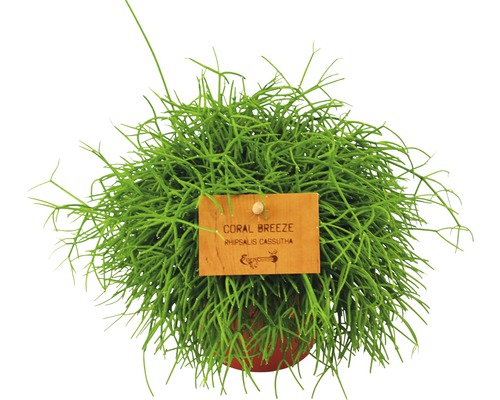 Korallenkaktus, Rutenkaktus FloraSelf Rhipsalis cassutha H 15-20 cm Ø 10,05 cm Topf