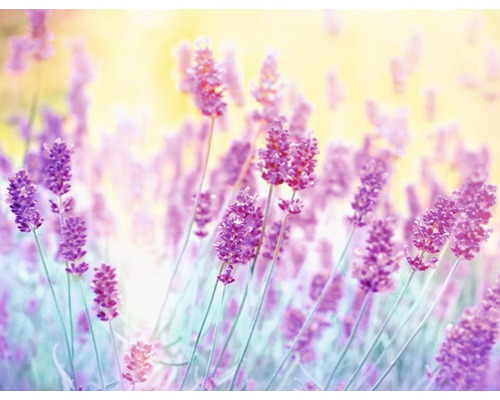 Fototapete Papier Lavender Flower 350 x 260 cm