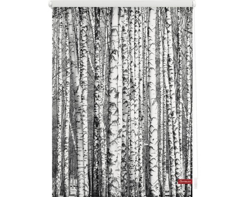 Rollo mit Birkenwald Motiv