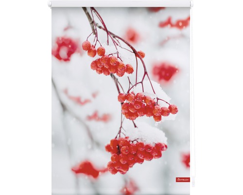 Rollo mit Motiv von Ebereschenzweigen im Winter