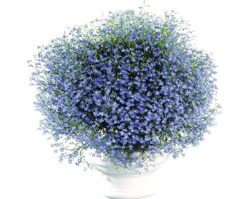 Lobelie in einem weißen Pflanzgefäß