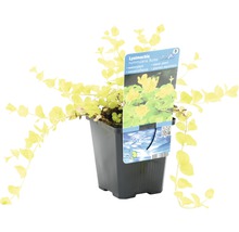 Gelbblättriges Pfennigkraut FloraSelf Lysimachia nummularia 'Aurea' H 5-15 cm Co 0,6 L