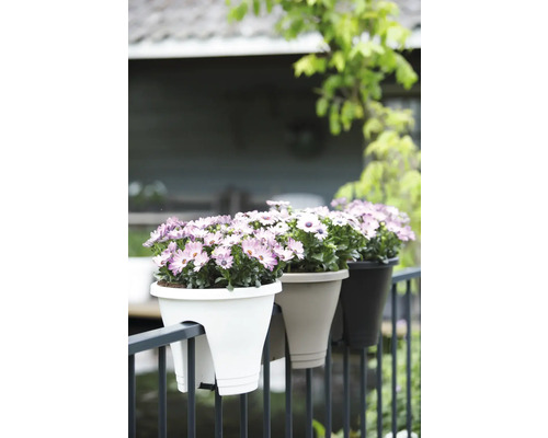 Balkon mit Geländer und drei Blumenkästen mit Margeriten