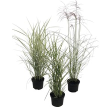 Drei Ziergräser in Töpfen