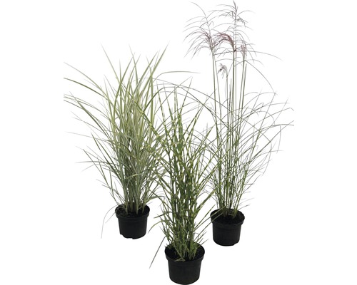 Drei Ziergräser in Töpfen