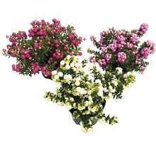 Drei Gauklerblumen in Töpfen mit Beeren