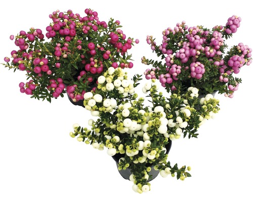 Drei Gauklerblumen in Töpfen mit Beeren