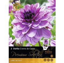 Verpackung mit zwei dekorativen Dahlien Creme de Cassis