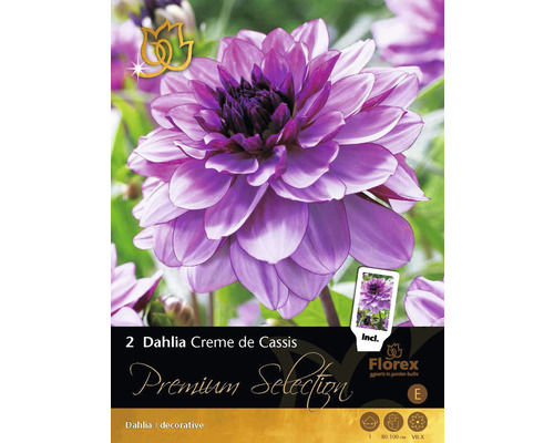 Verpackung mit zwei dekorativen Dahlien Creme de Cassis
